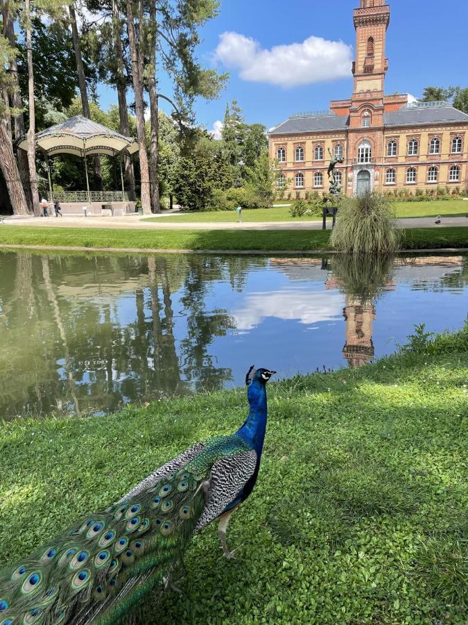 Charmant T2 Avec Grande Terrasse Quartier Jardin Massey Tarbes Eksteriør billede